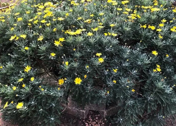 Vakantiehuis Villino Il Limone